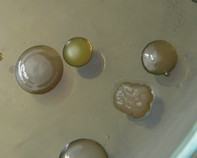 water bacteria water bacteria